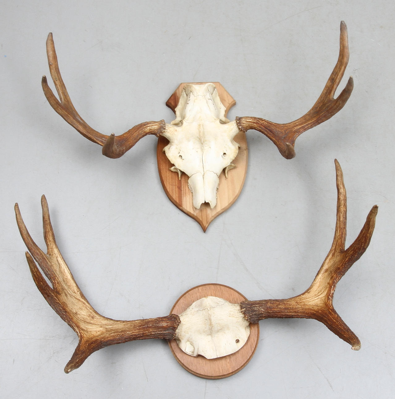 JAKTROFÈR, 2 st, älghorn, 1900-tal.