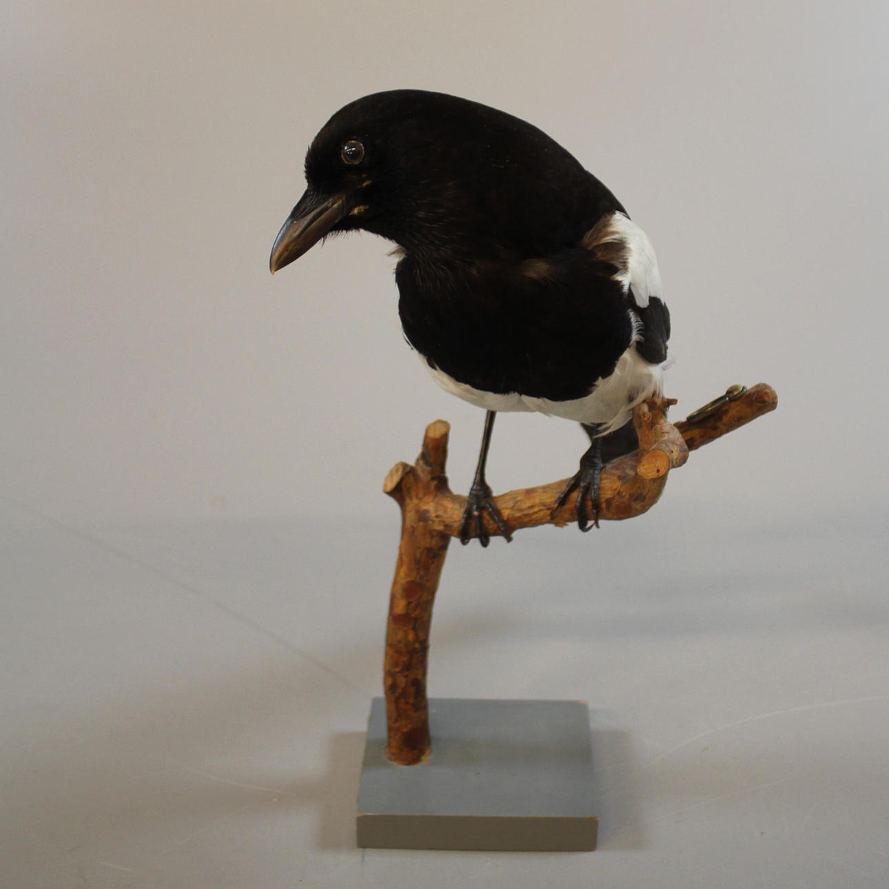 Urraca, macho. taxidermia.