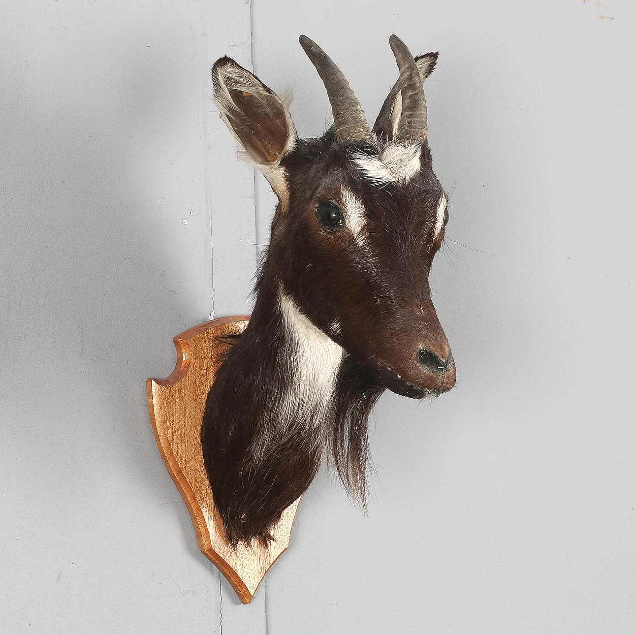 GED, hoved, udstoppet, 20. århundrede.