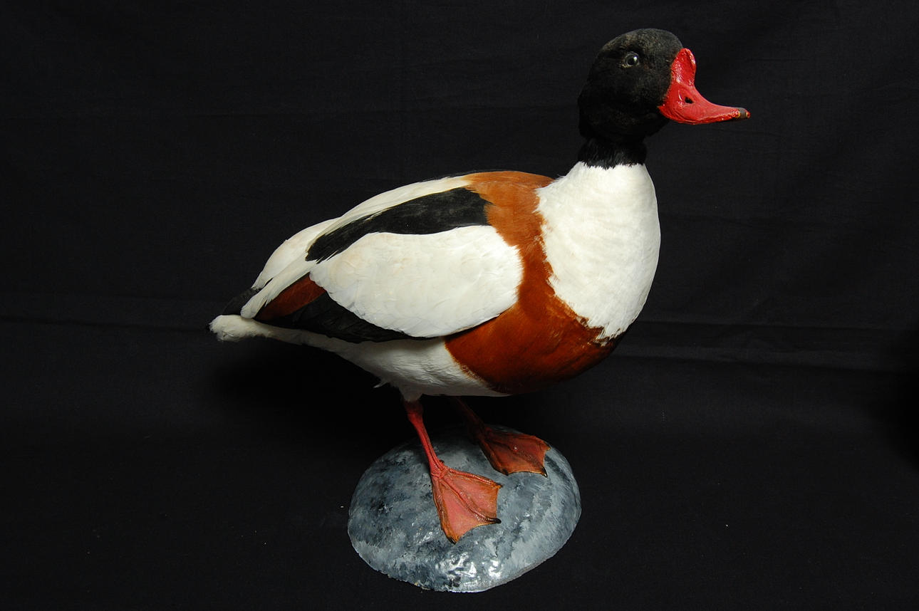 GRAVAND, uppstoppad.