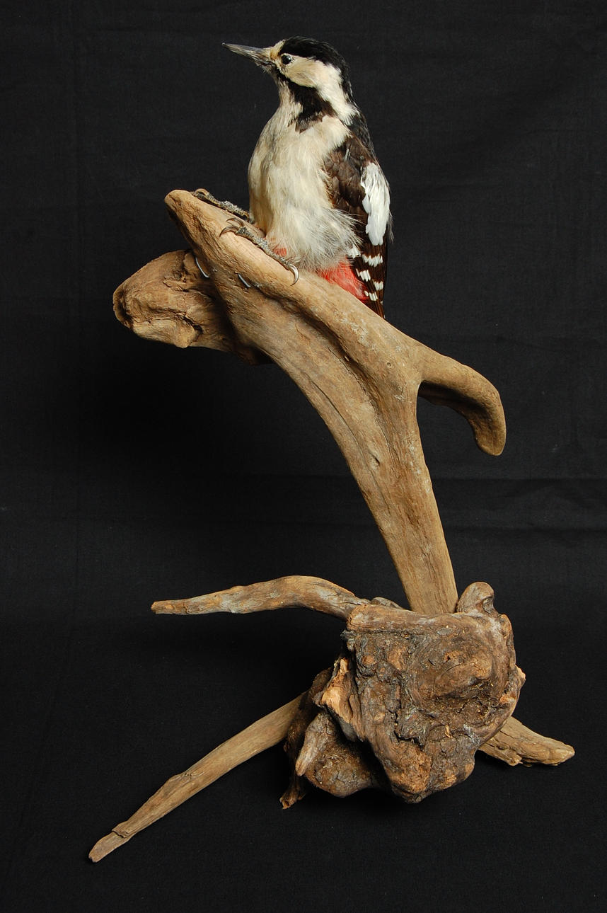 BALKANSPETT, uppstoppad.