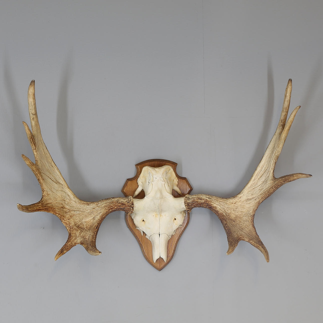 MOOSE HORN, 11 spikes.