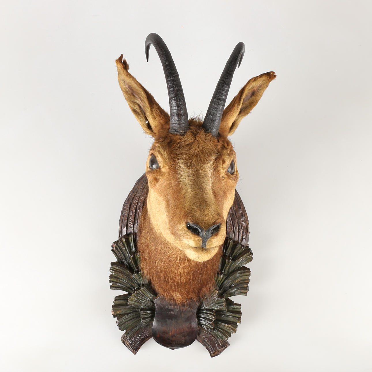 TROFEO DE CAZA, rebeco/cabra alpina.