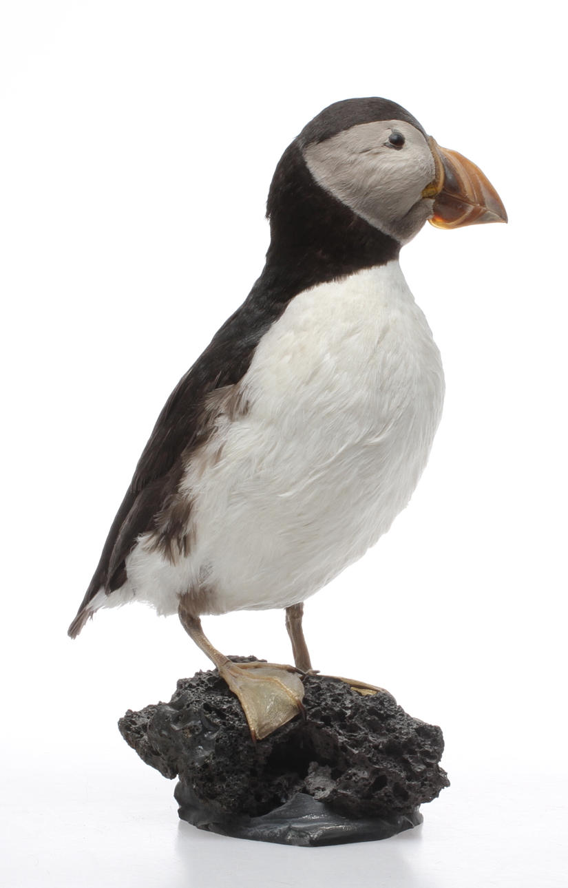 UPPSTOPPAD FÅGEL, Lunnefågel.