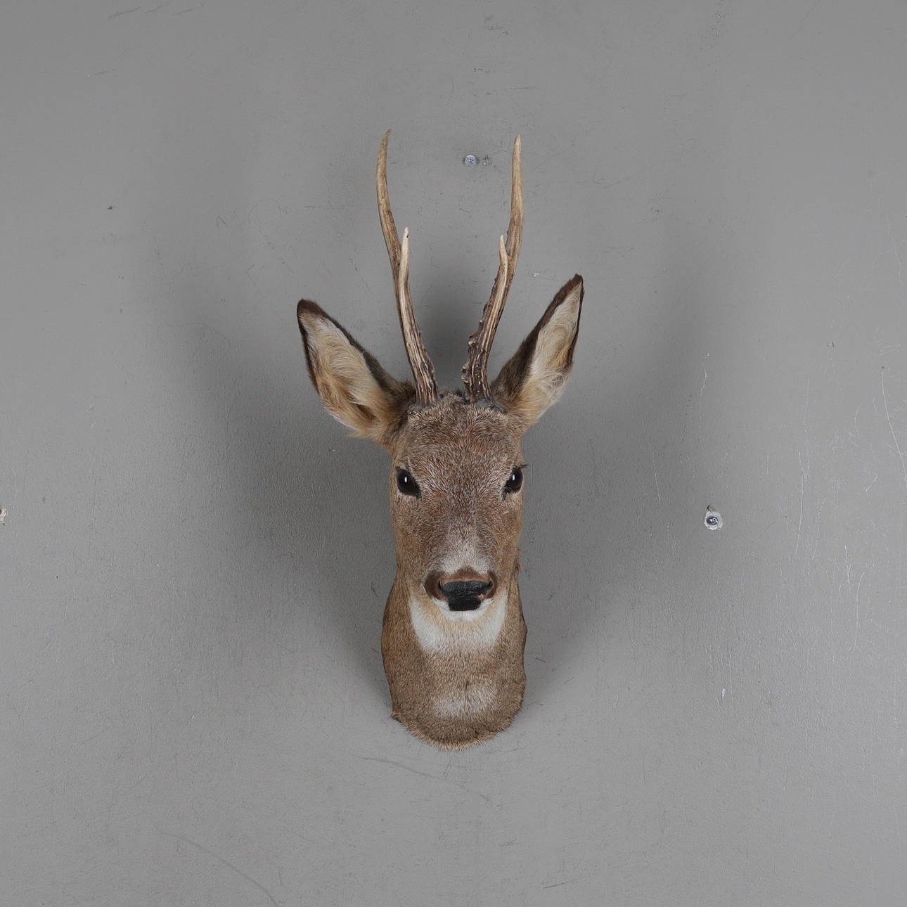DEER'S HEAD, hunting trophy.