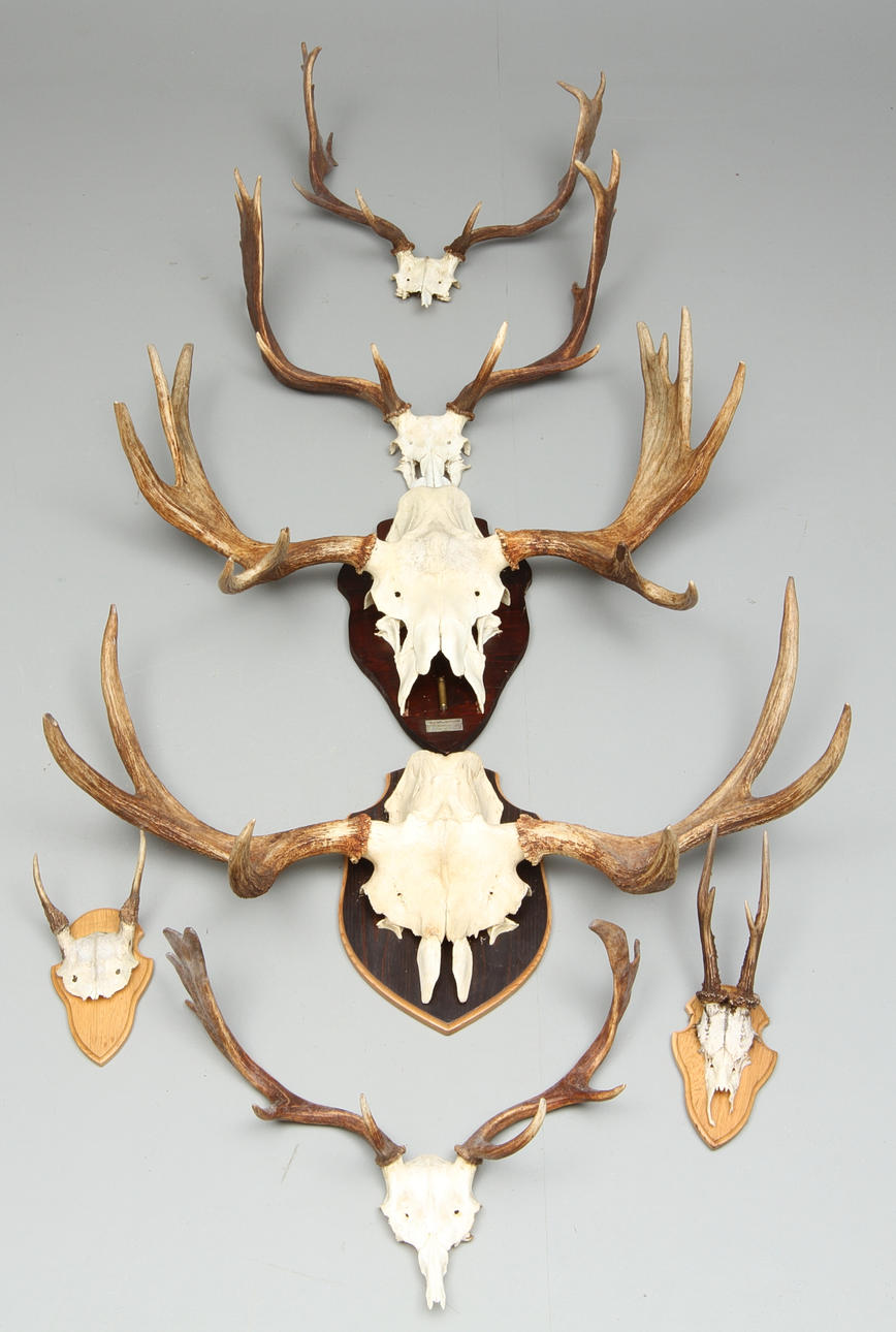 JAKTTROFÈR, 7 st, älg hjort och rådjur.