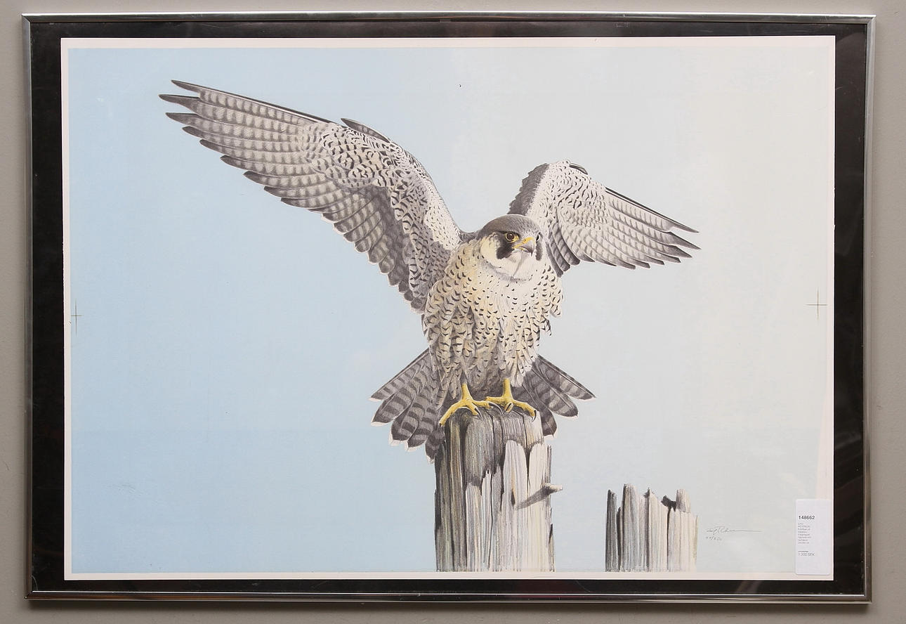 DAG PETERSON. Falcon bird on tree trunk. Color lithograph. Signed and numbered 24/250.