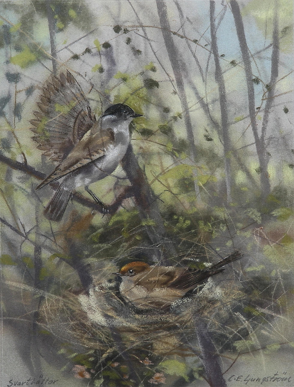 CARL-ERIK LJUNGSTRÖM. "Svarthättor". Pastell. Signerad C-E. Ljungström.