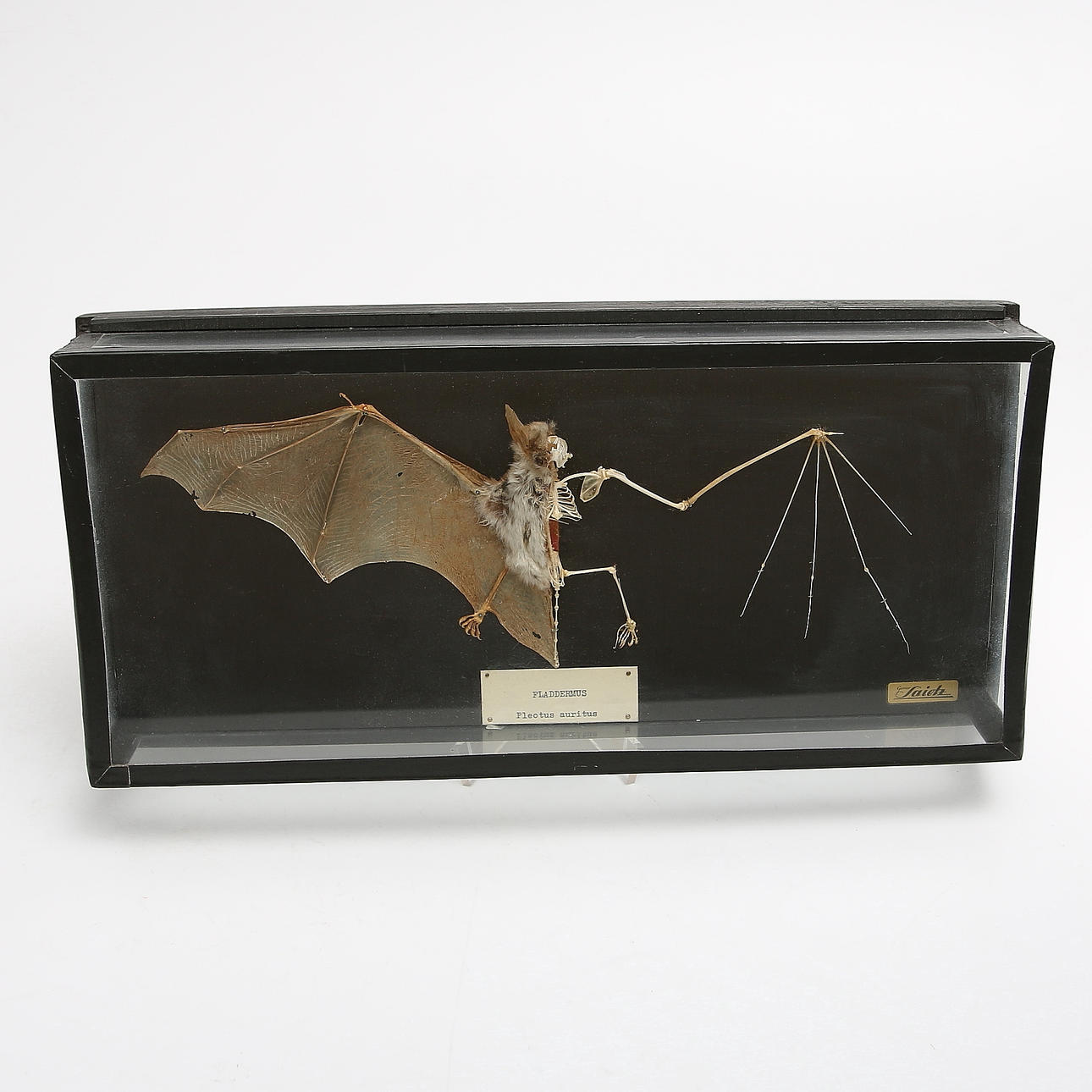 FLADDERMUS, Svenska skolmaterielförlaget Gunnar Saietz A.-B.