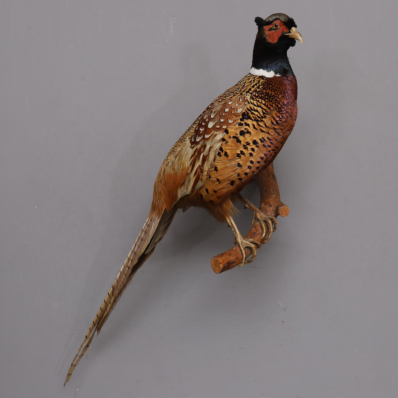 FAISÁN, Gallo disecado, Taxidermia.