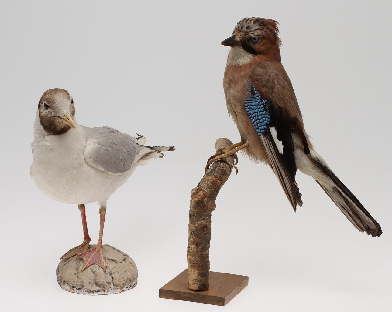 UPPSTOPPADE FÅGLAR, 2 st, mås och nötskika.