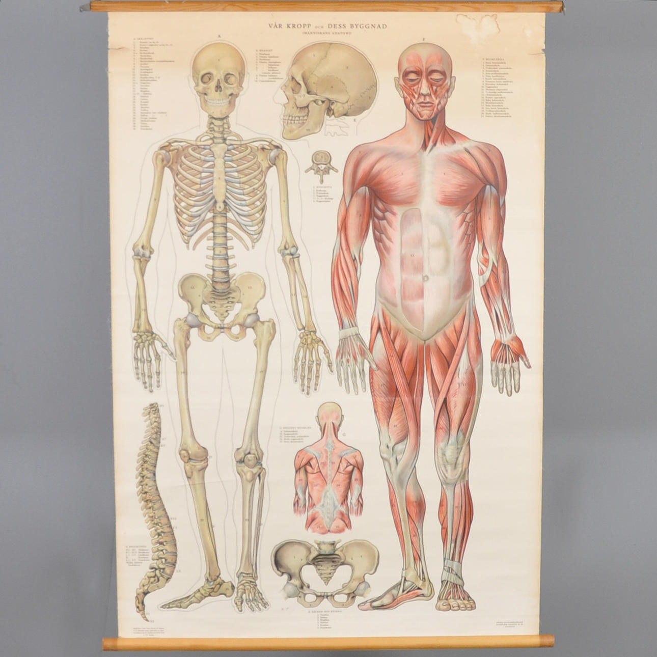 SCHOOL MAP, our body and its structure, human anatomy.