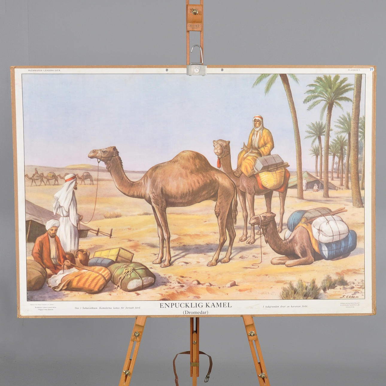 SKOLPLANSCH, einhöckriges Kamel, Dromedar.