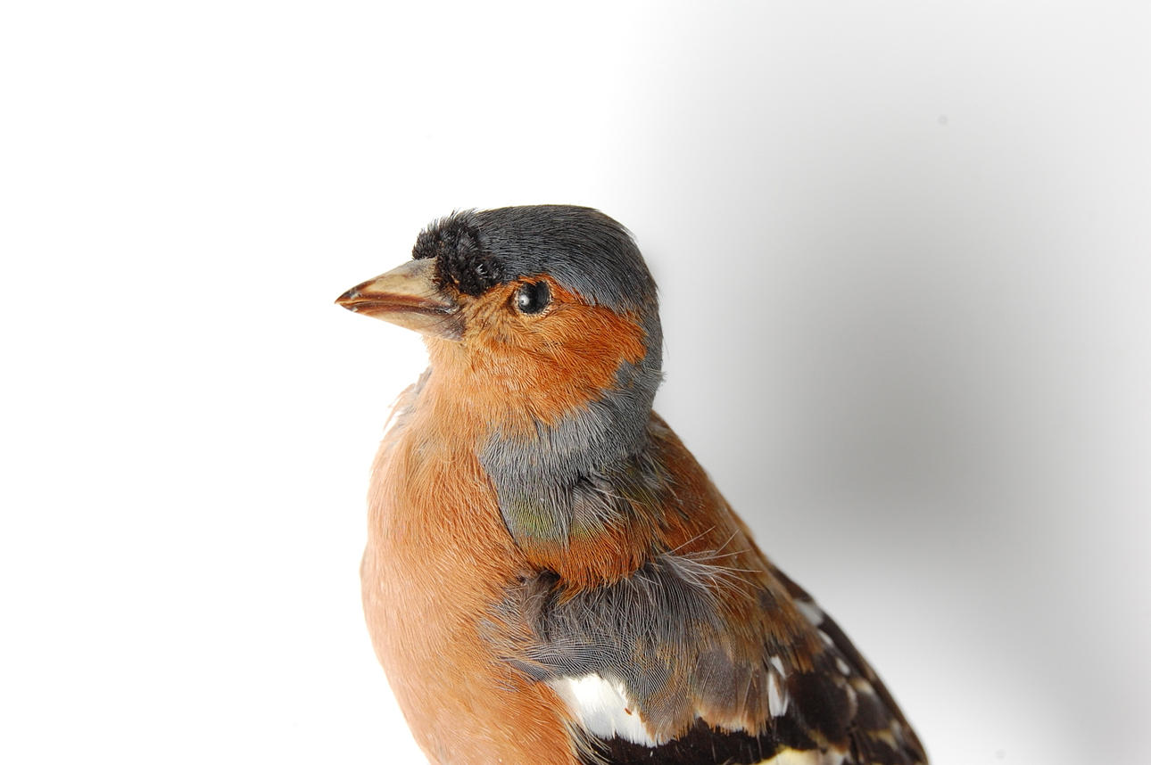 FÅGEL, bofink, uppstoppad.