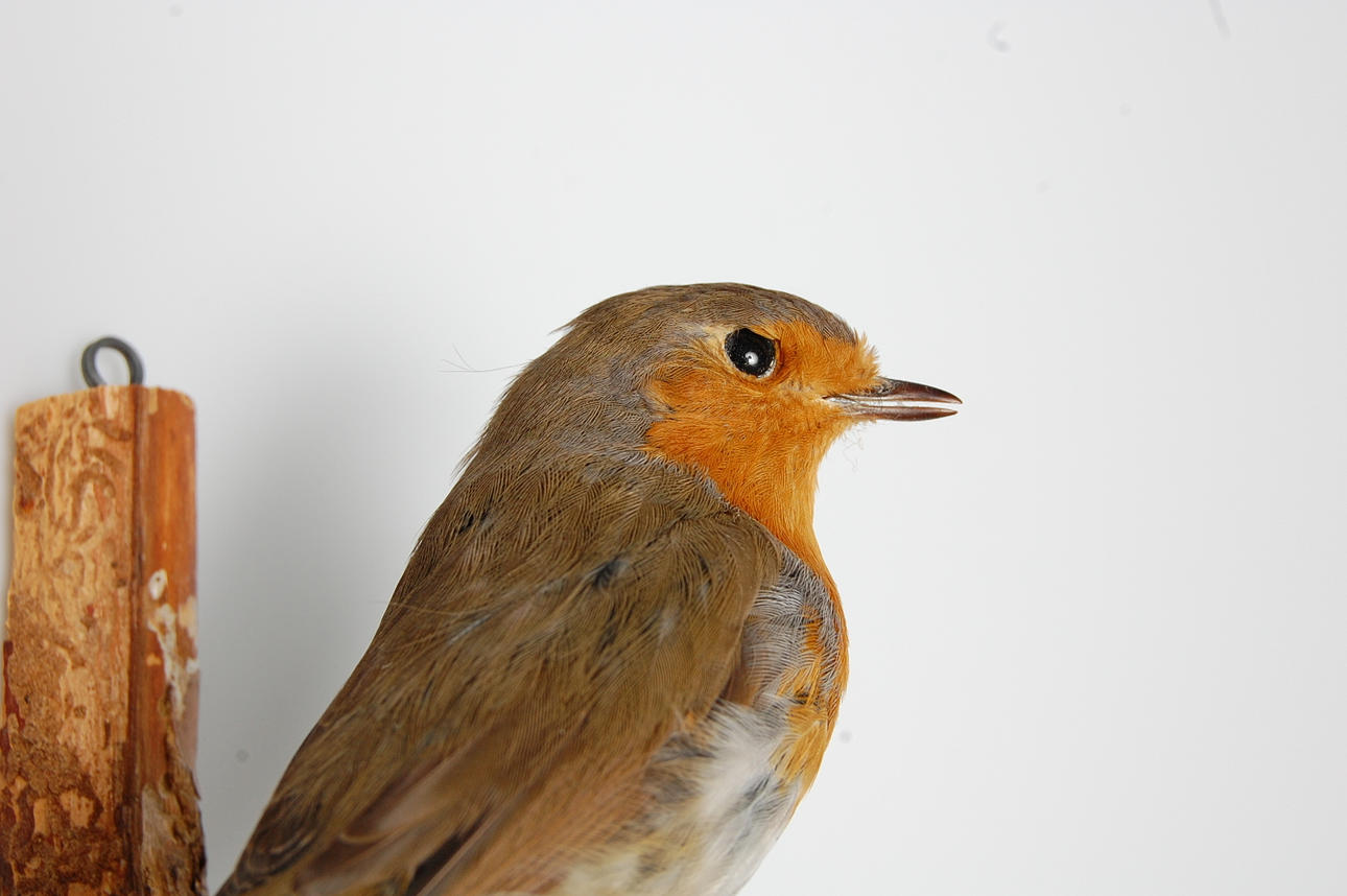 FÅGEL, Rödhake, uppstoppad.