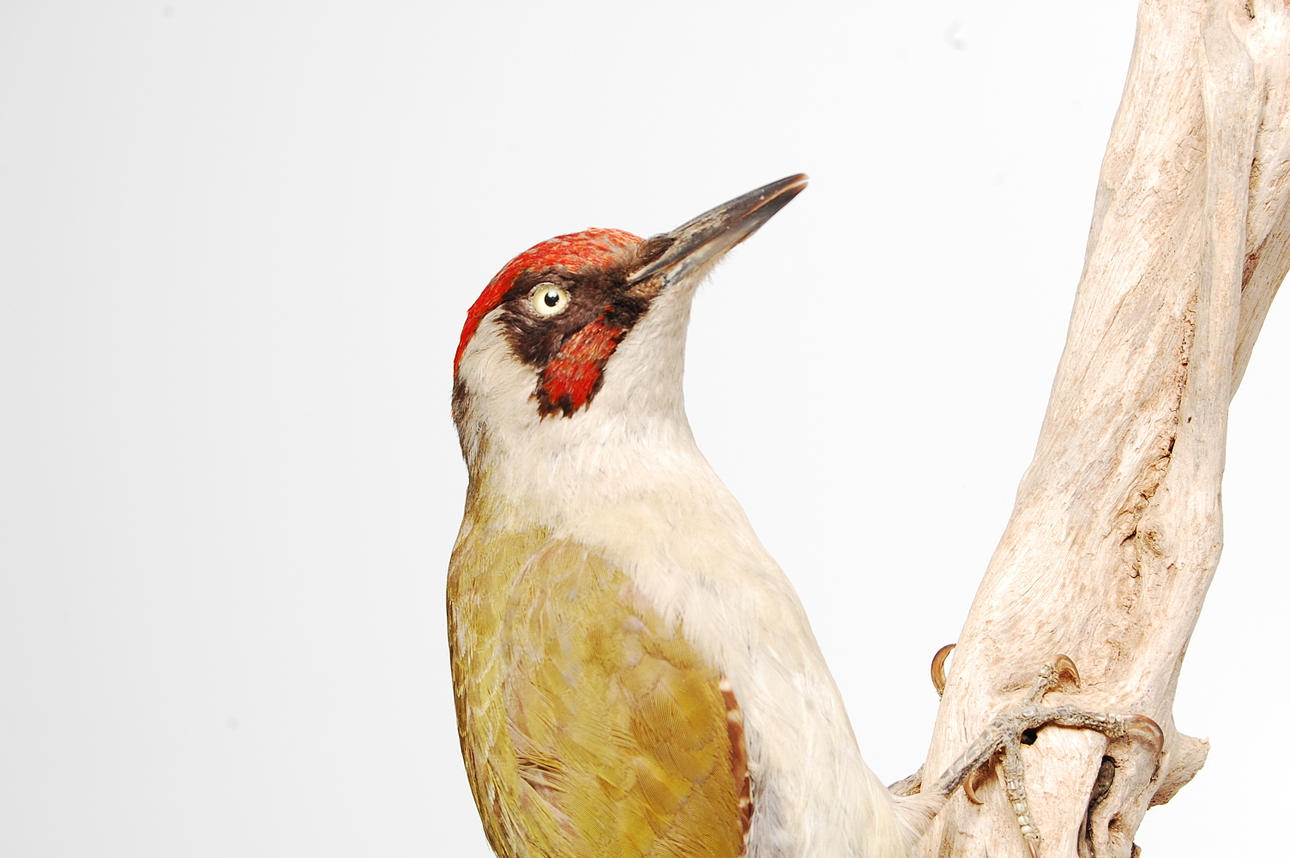 GRÖNGÖLING, Uppstoppad.