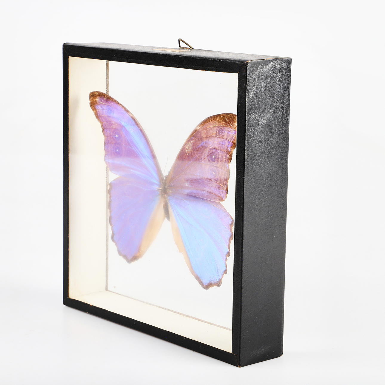 BUTTERFLY BOARD, Morfo dirima, Peru.