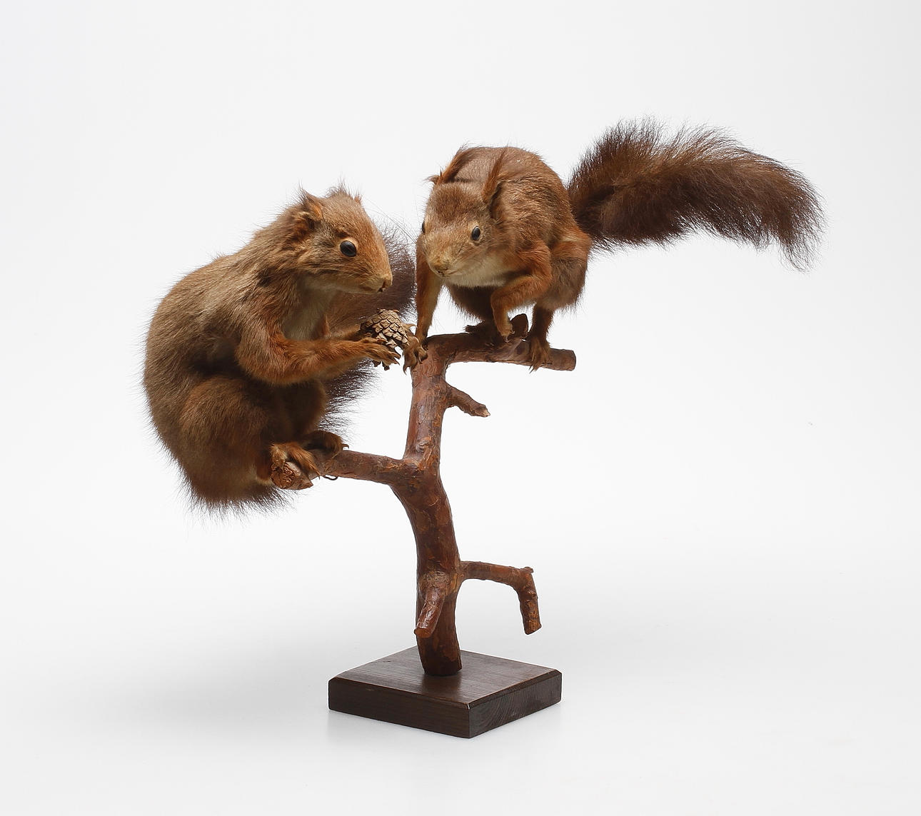 UPPSTOPPADE EKORRAR, 2 st, med kotte på tallgren.