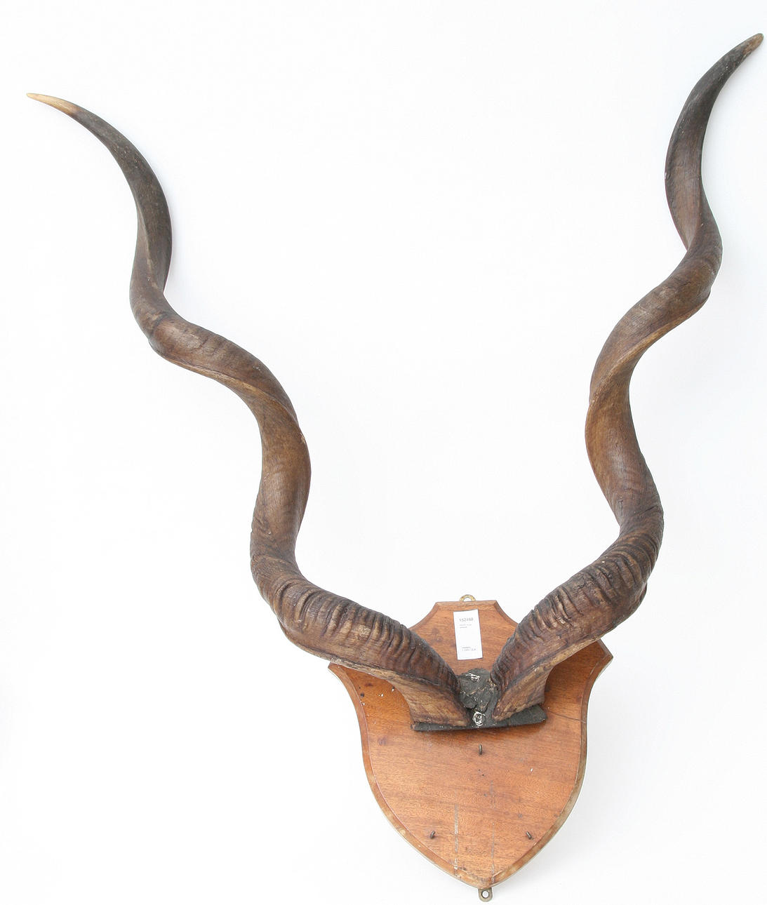 (526) TROFEO, Kudu, Africano.