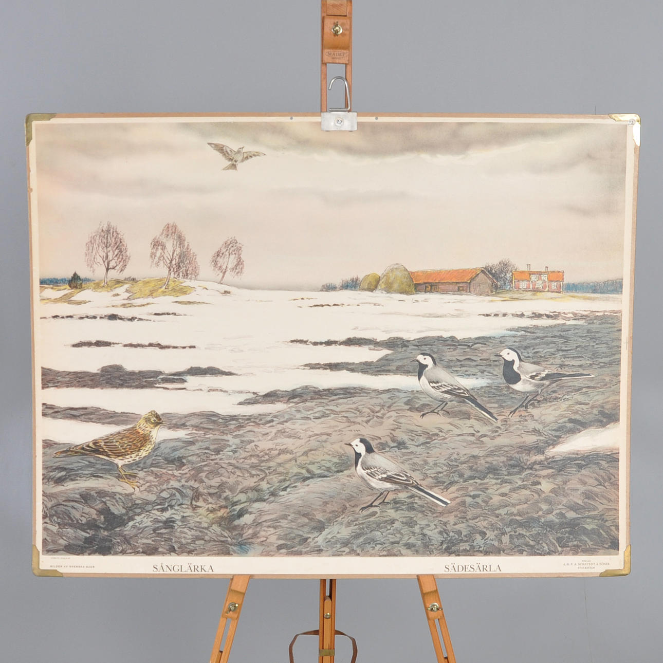 SCHOOL PLANSCH, song lark, barn owl.