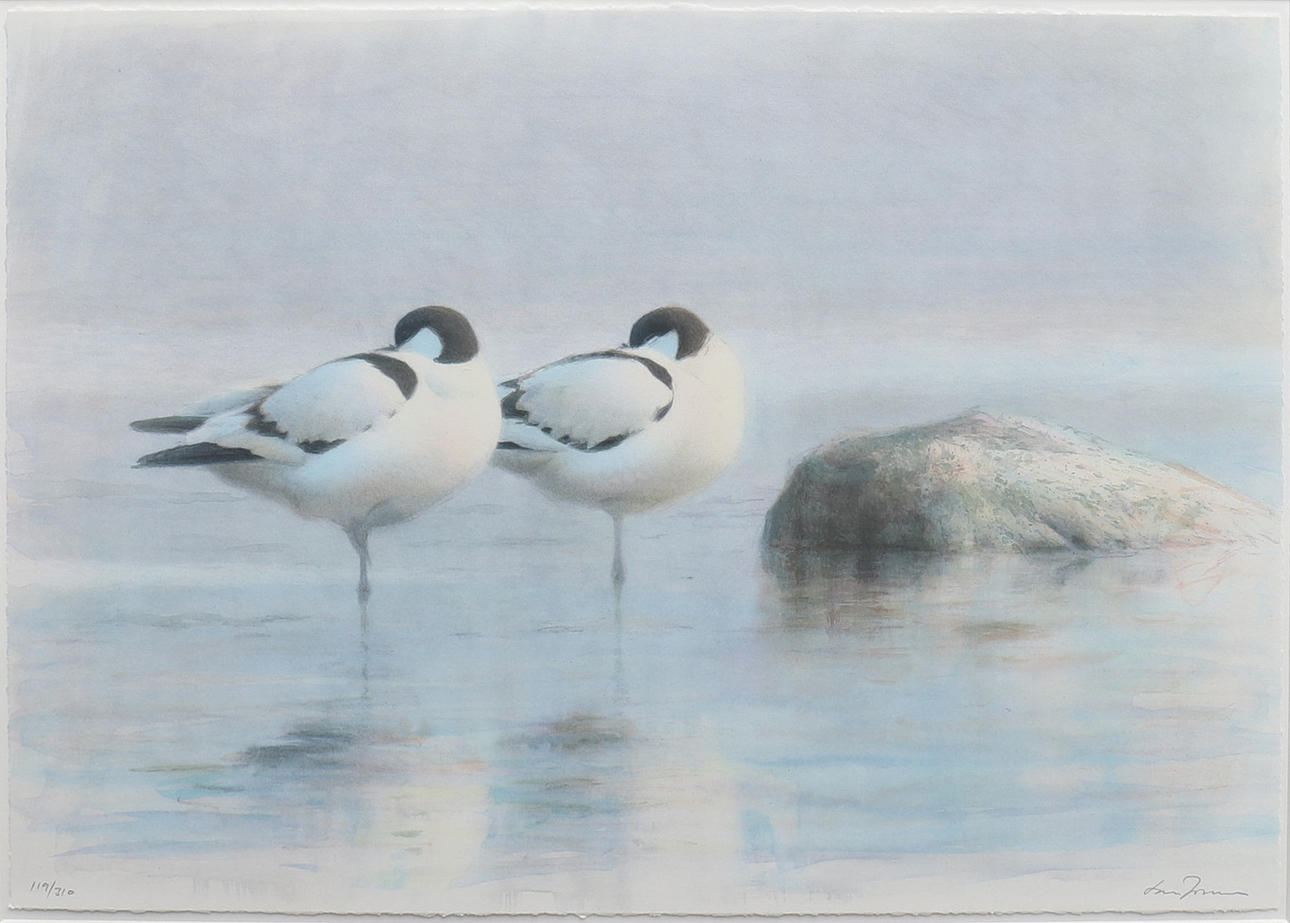 LARS JONSSON. SEA BIRDS, lithograph.