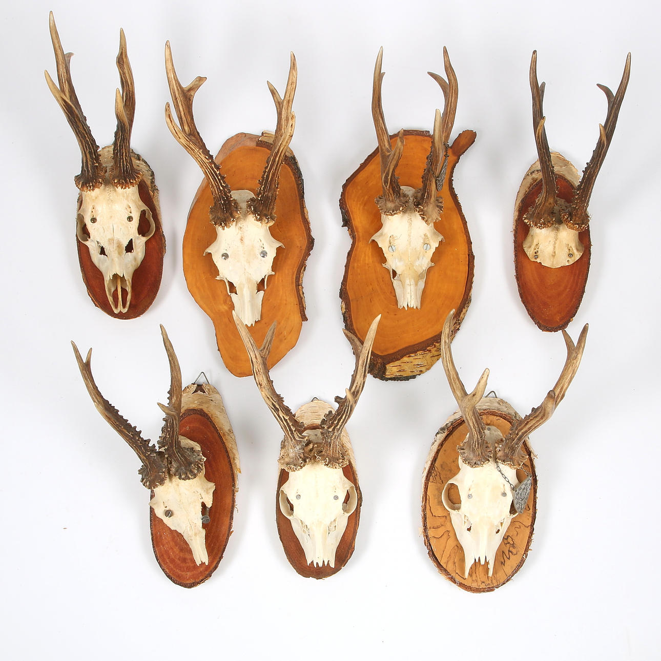 ROAD TIERHORN, 7 Stk., auf Holz montiert.