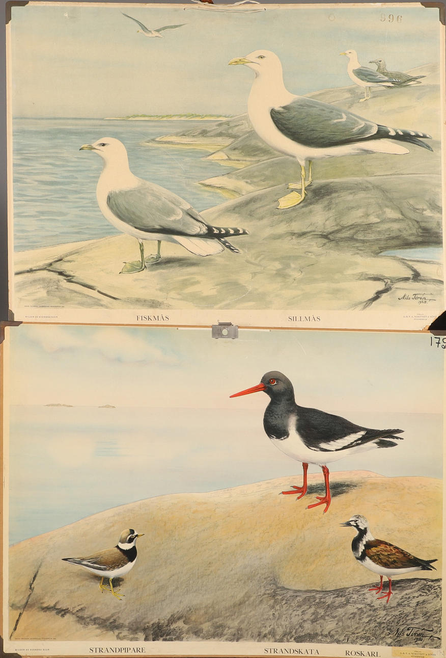 SKOLPLANSCHER, 2 stycken, fåglar.