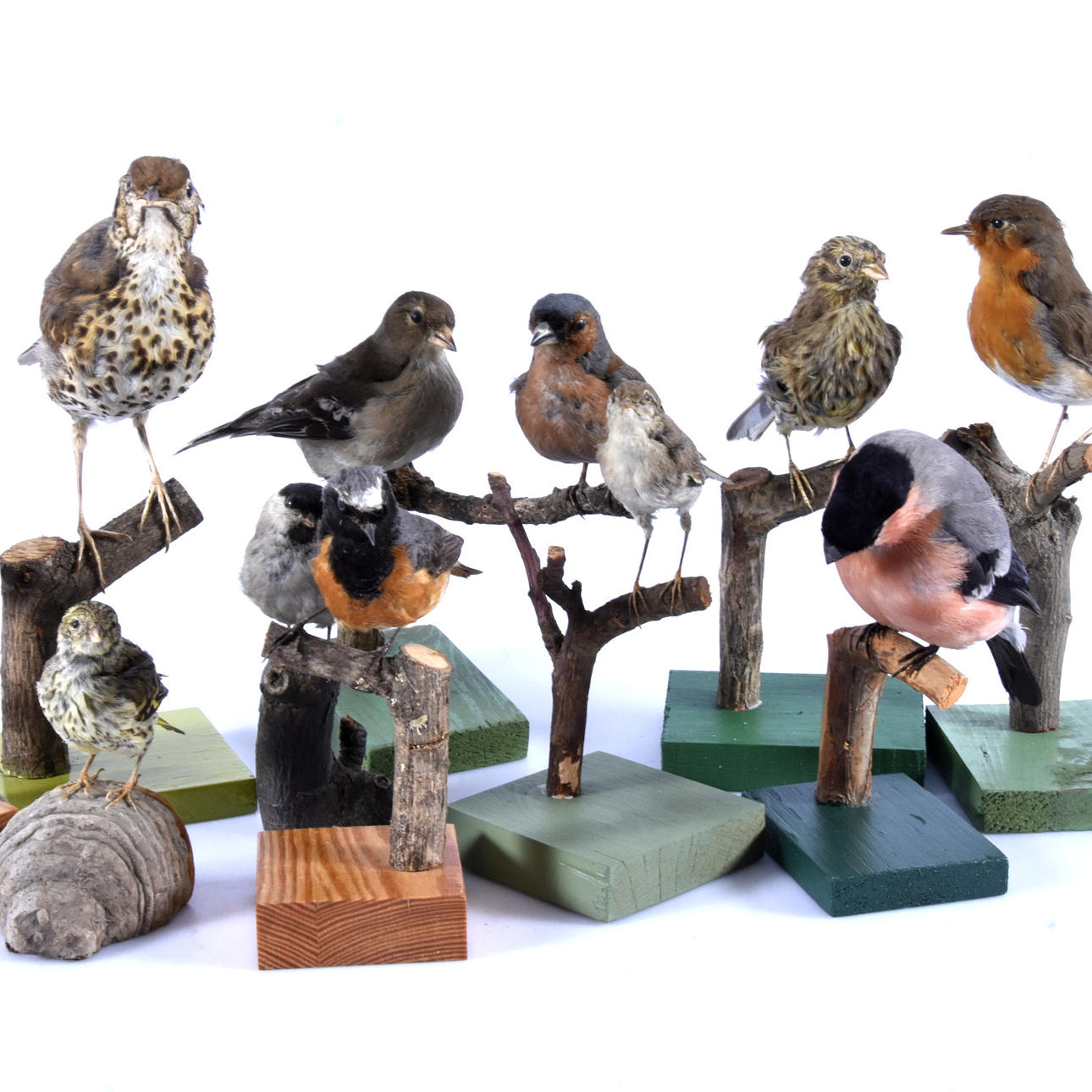 UPPSTOPPADE FÅGLAR, 11-stycken.