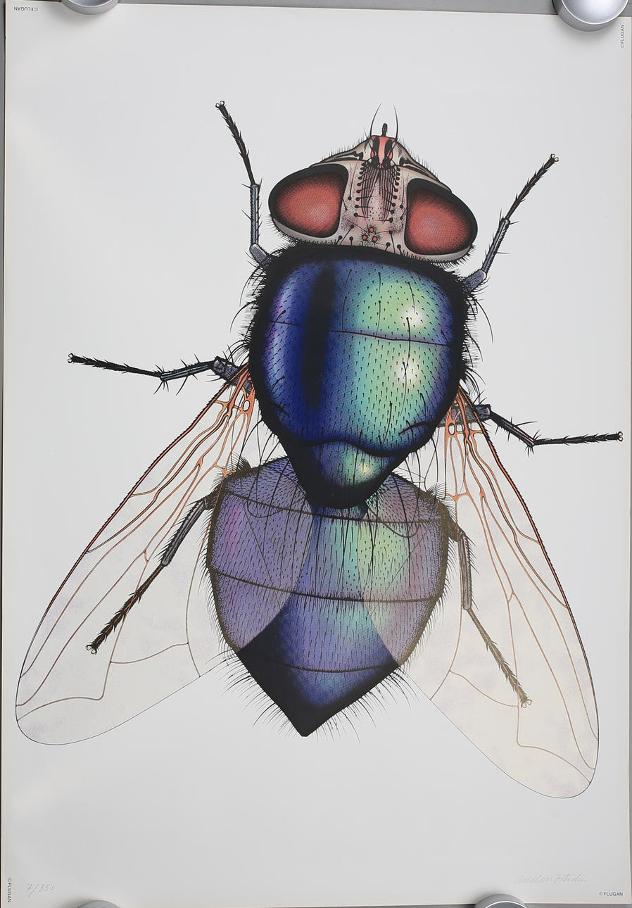 AFFISCH. "Flugan". Signerad Anders Österlin. 7/350.