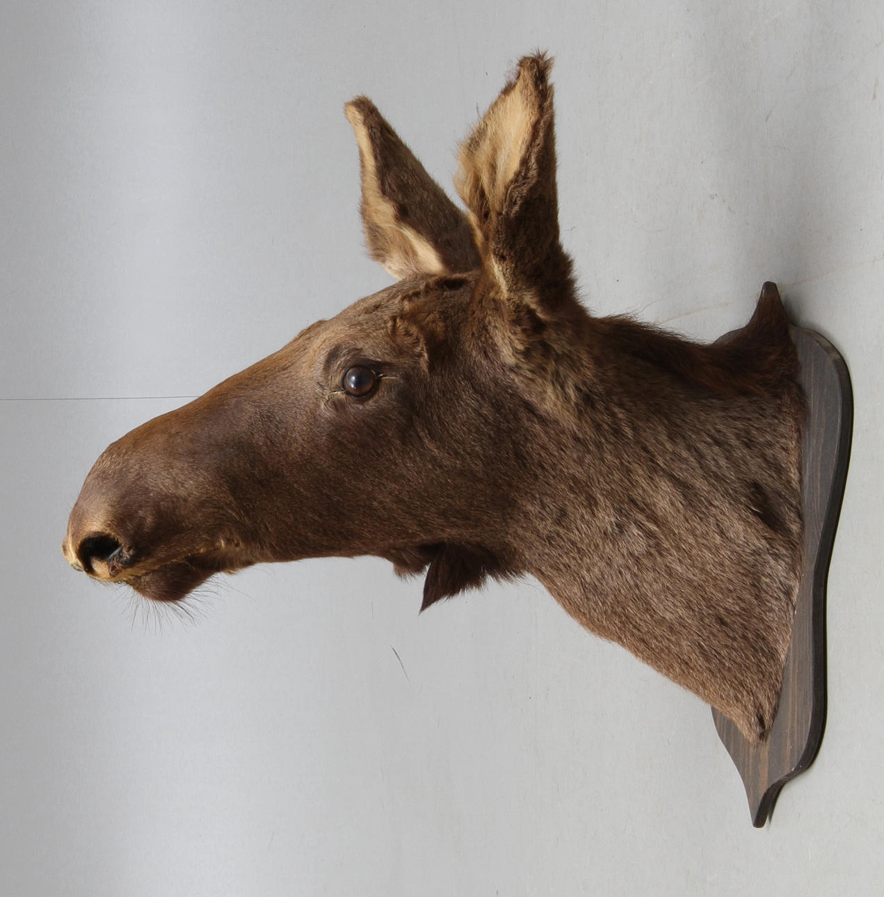JAKTTROFÉ, älghuvud, uppstoppad, monterad på träplatta, 1900-tal.