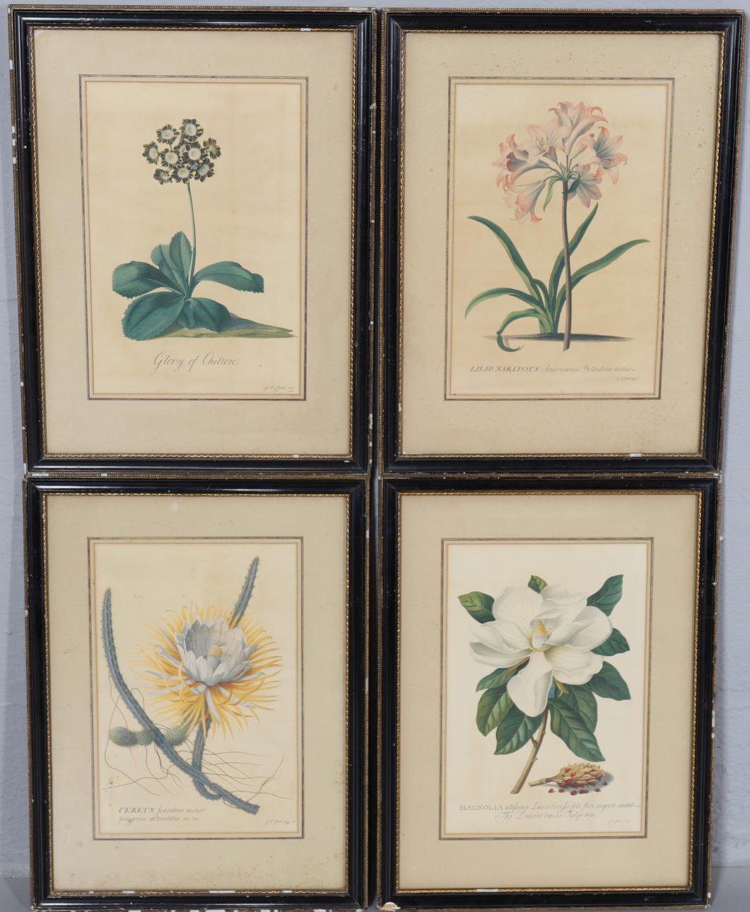 AFTER G.D EHRET. FOUR PRINTED BOTANICAL STUDIES.