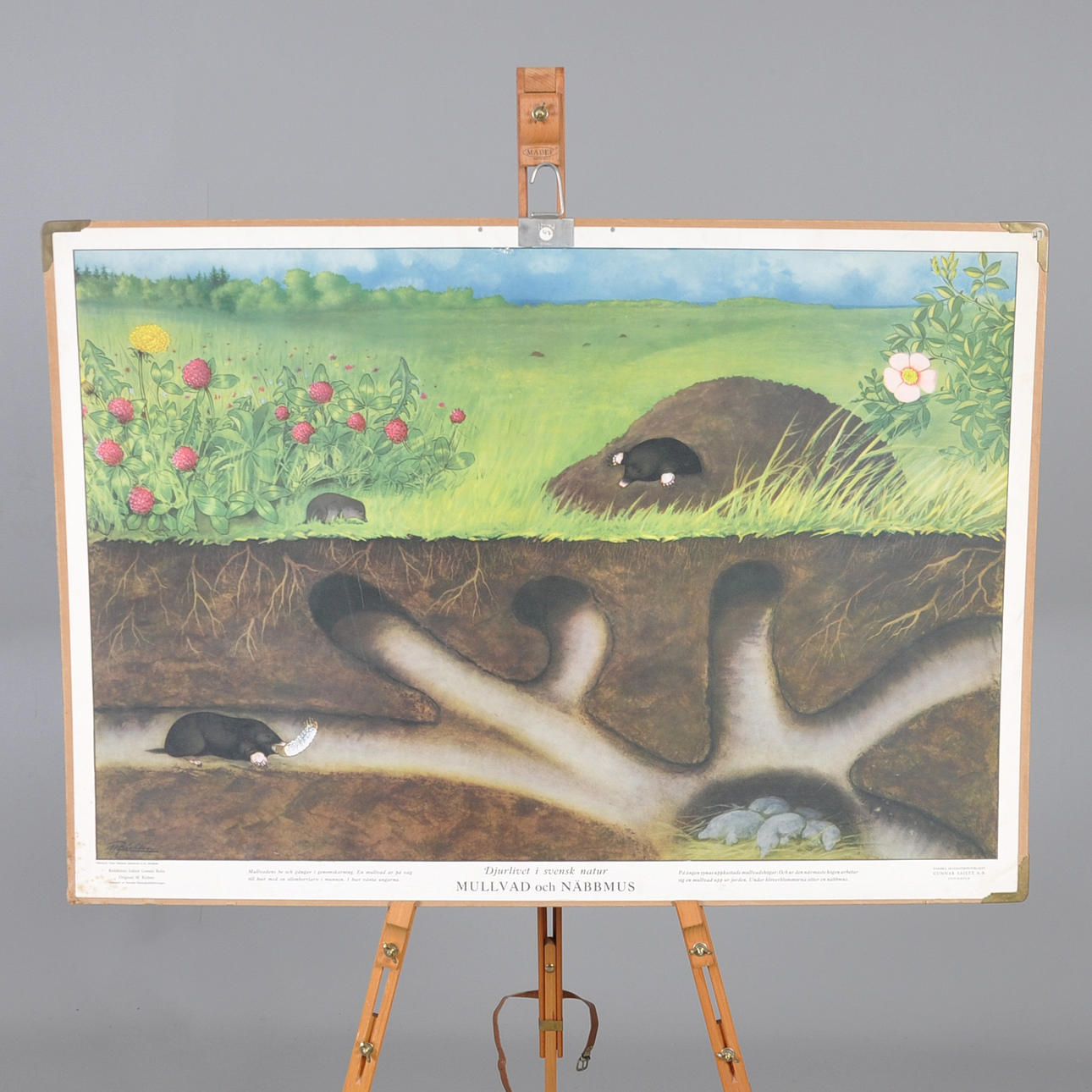 PLANETA ESCOLAR. Topo y musaraña.