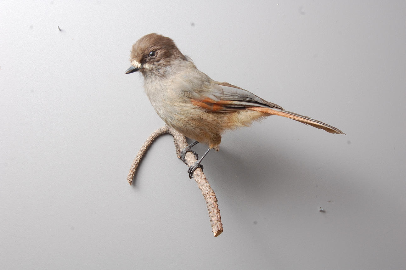 LAVSKRIKA, uppstoppad.