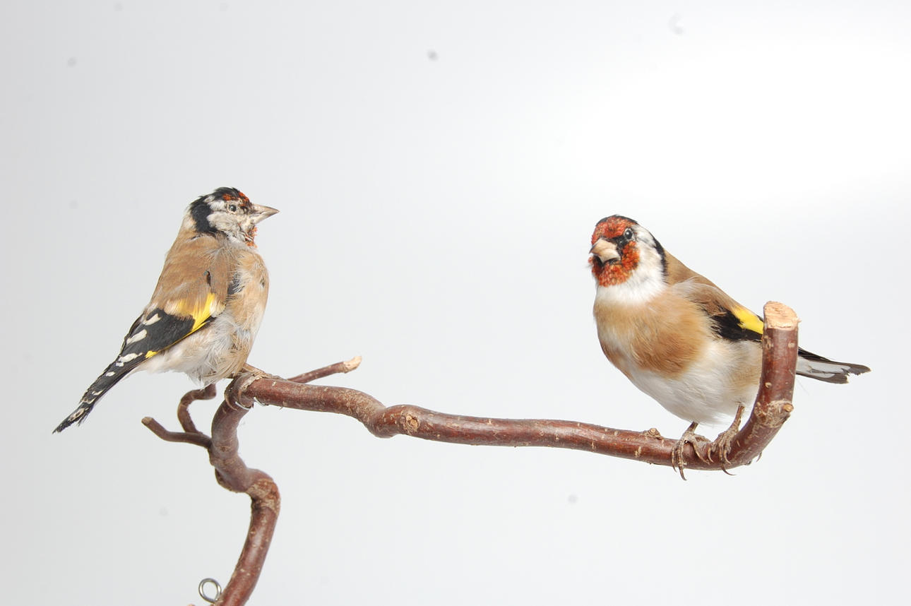 STIGLITZER, 1 par, uppstoppade.