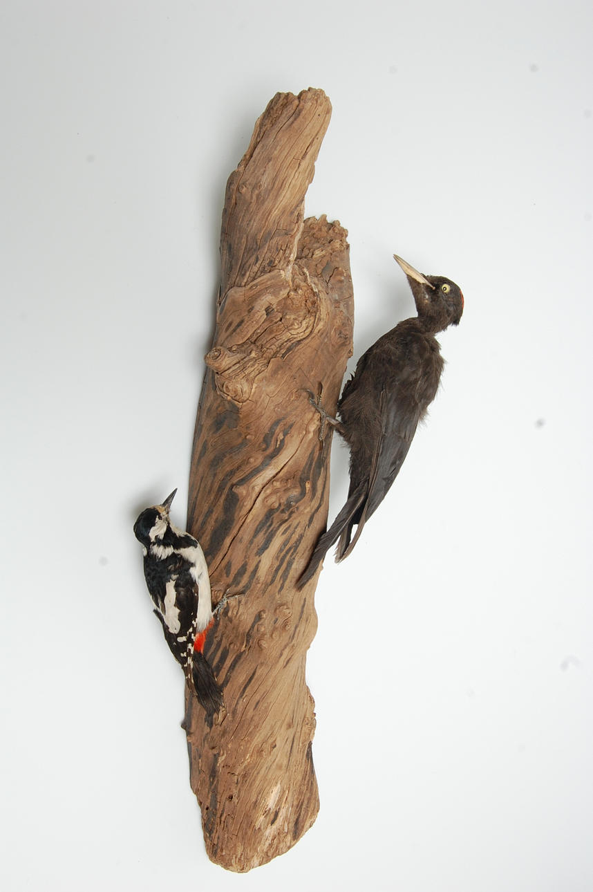 SPILLKRÅKA, STÖRRE HACKSPETT, uppstoppad.