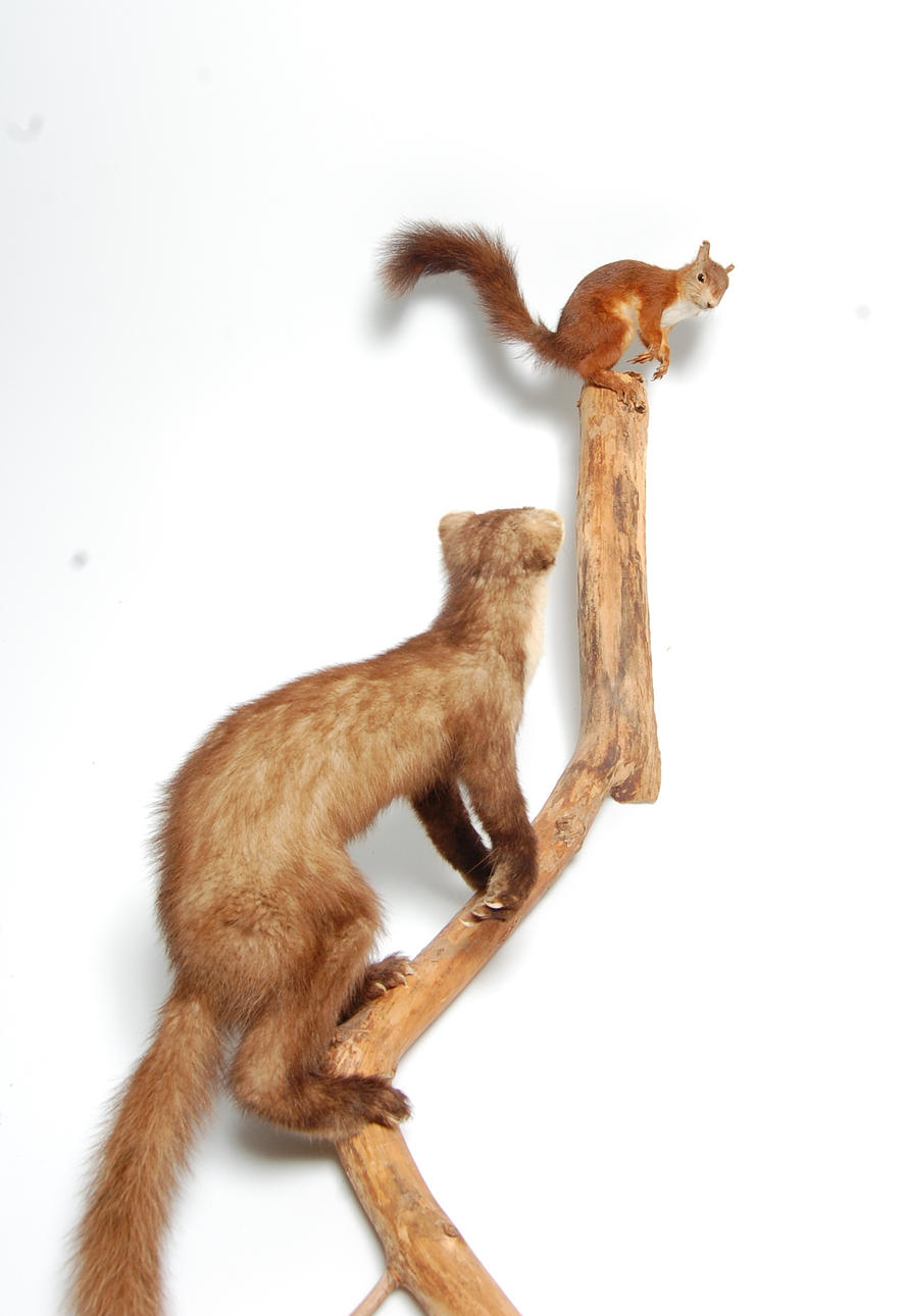 EKORRE, MÅRD, uppstoppad.