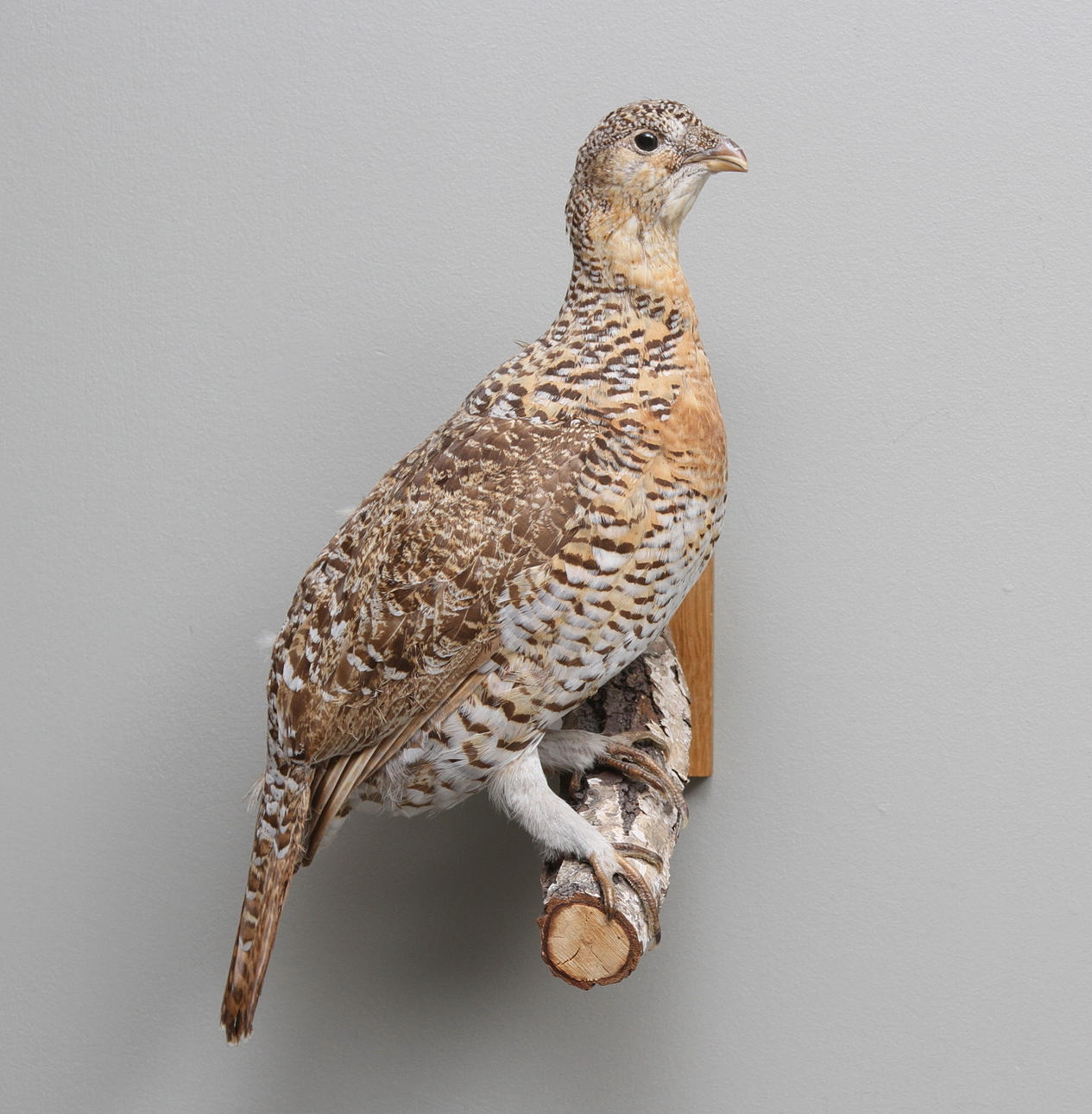 TJÄDERHÖNA, uppstoppad.