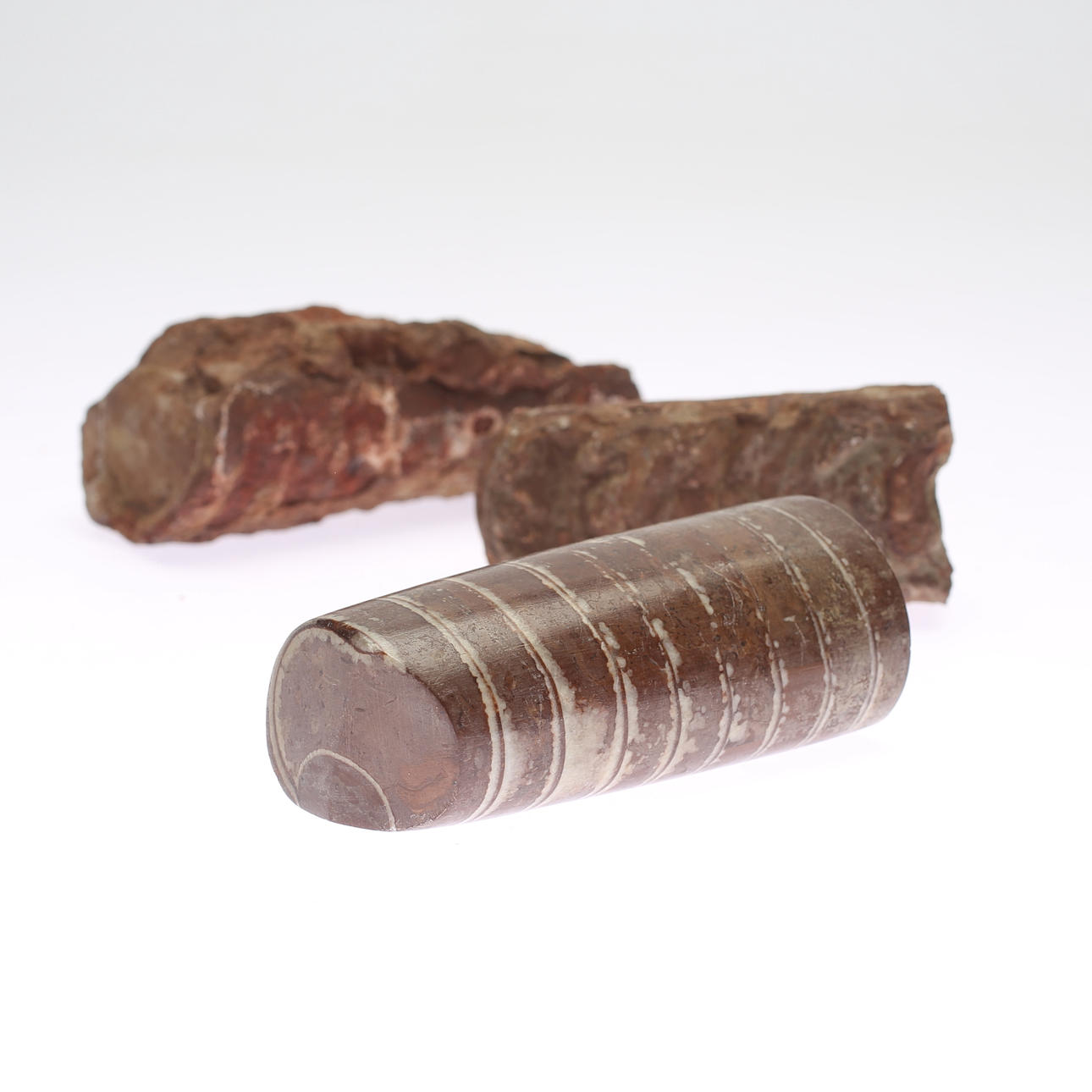 FOSSILER, 3 st, Ortoceratiter.