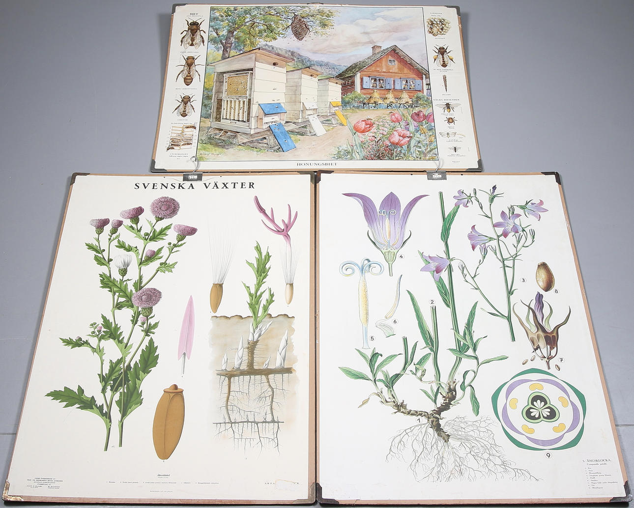 SKOLPLANSCHER, 3 st, bla Svenska Växter. 1900-talets första hälft.