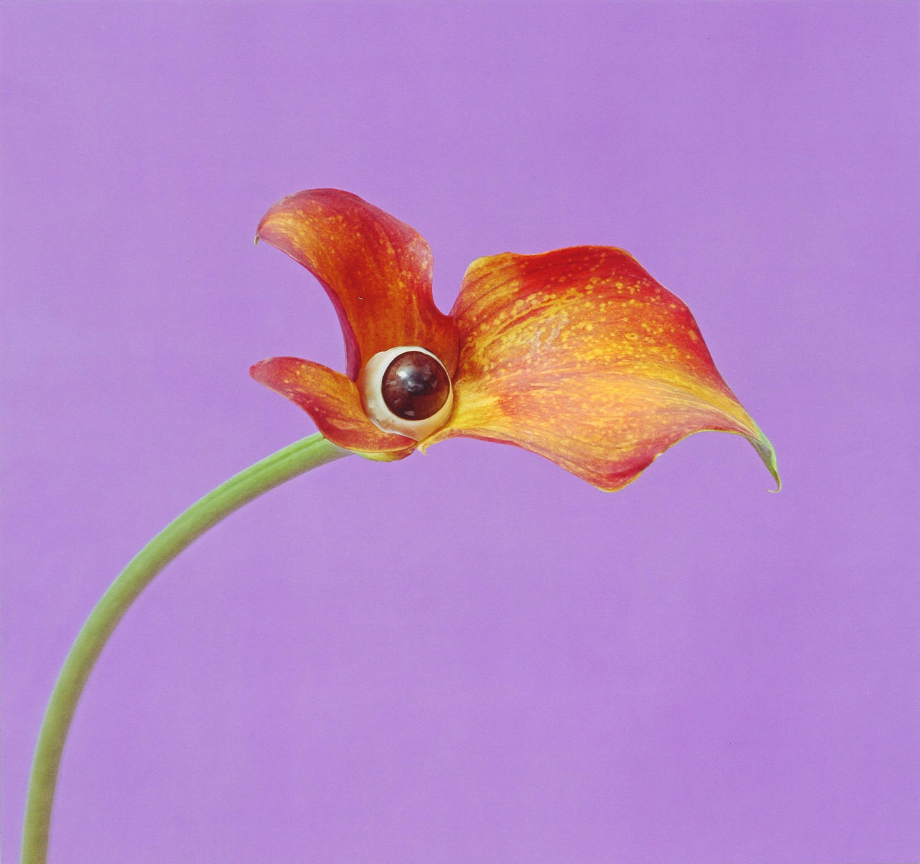 NATHALIA EDENMONT. "Pelican". Signerad NEdenmont och daterad 2004 a tergo. C-print.