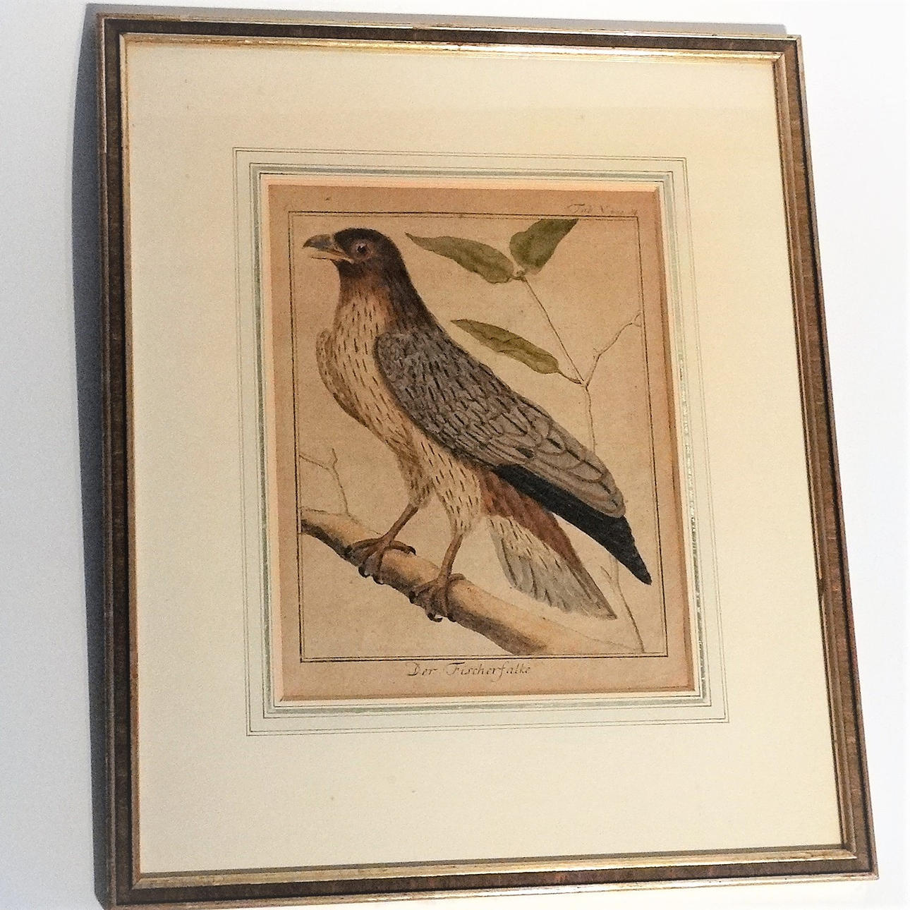 FISHER FALCON, etching, around 1900.