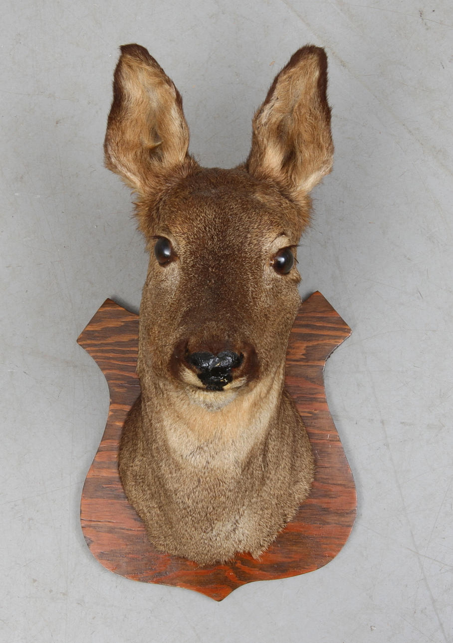 JAKTTROFÉ, rådjurshuvud, uppstoppad, monterad på träplatta, 1900-tal.