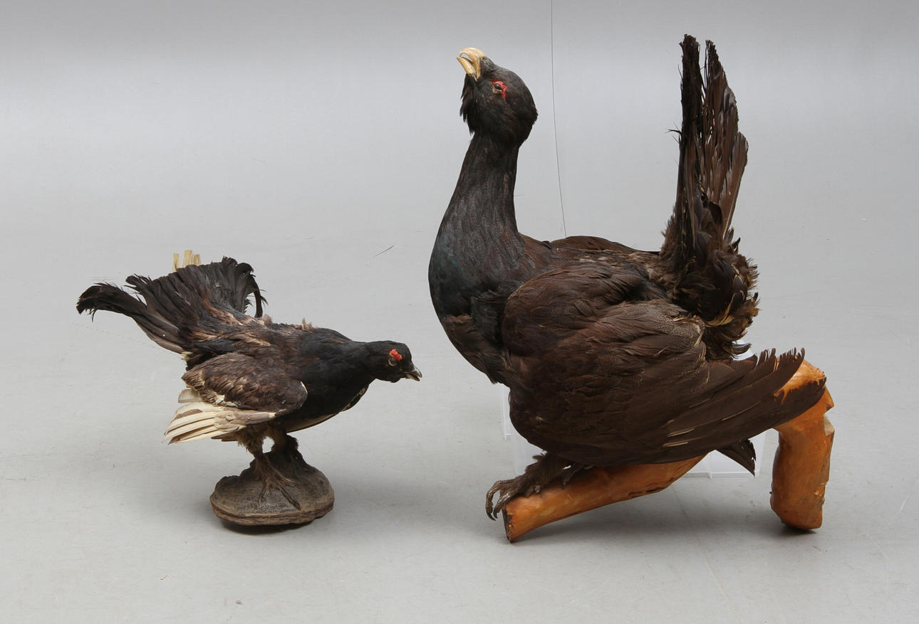 JAKTTROFÉER 2 st, Orre samt tjäder, uppstoppade.