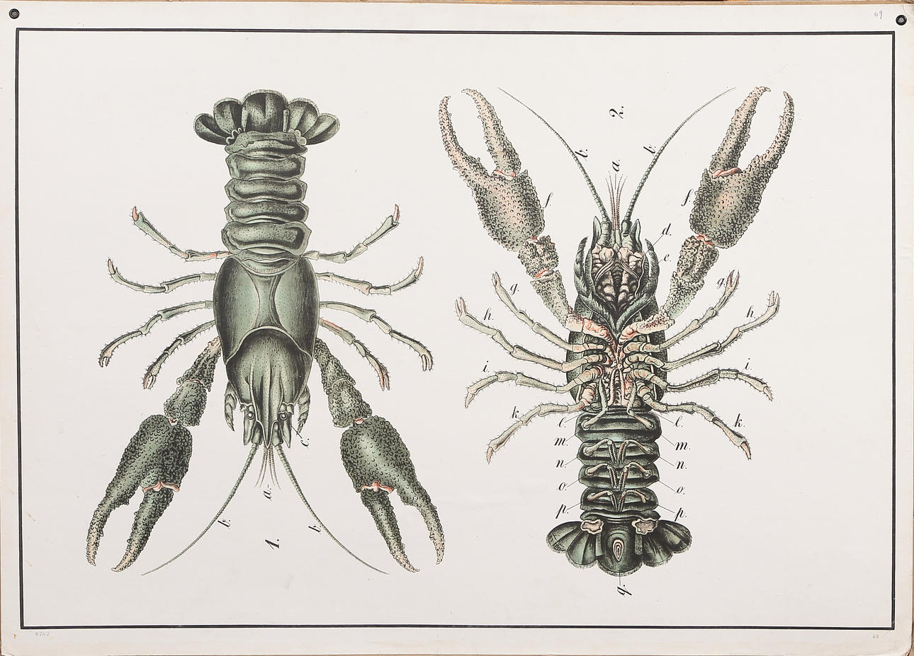 SCHOOL PLANSCH, crab motif, 1900s.