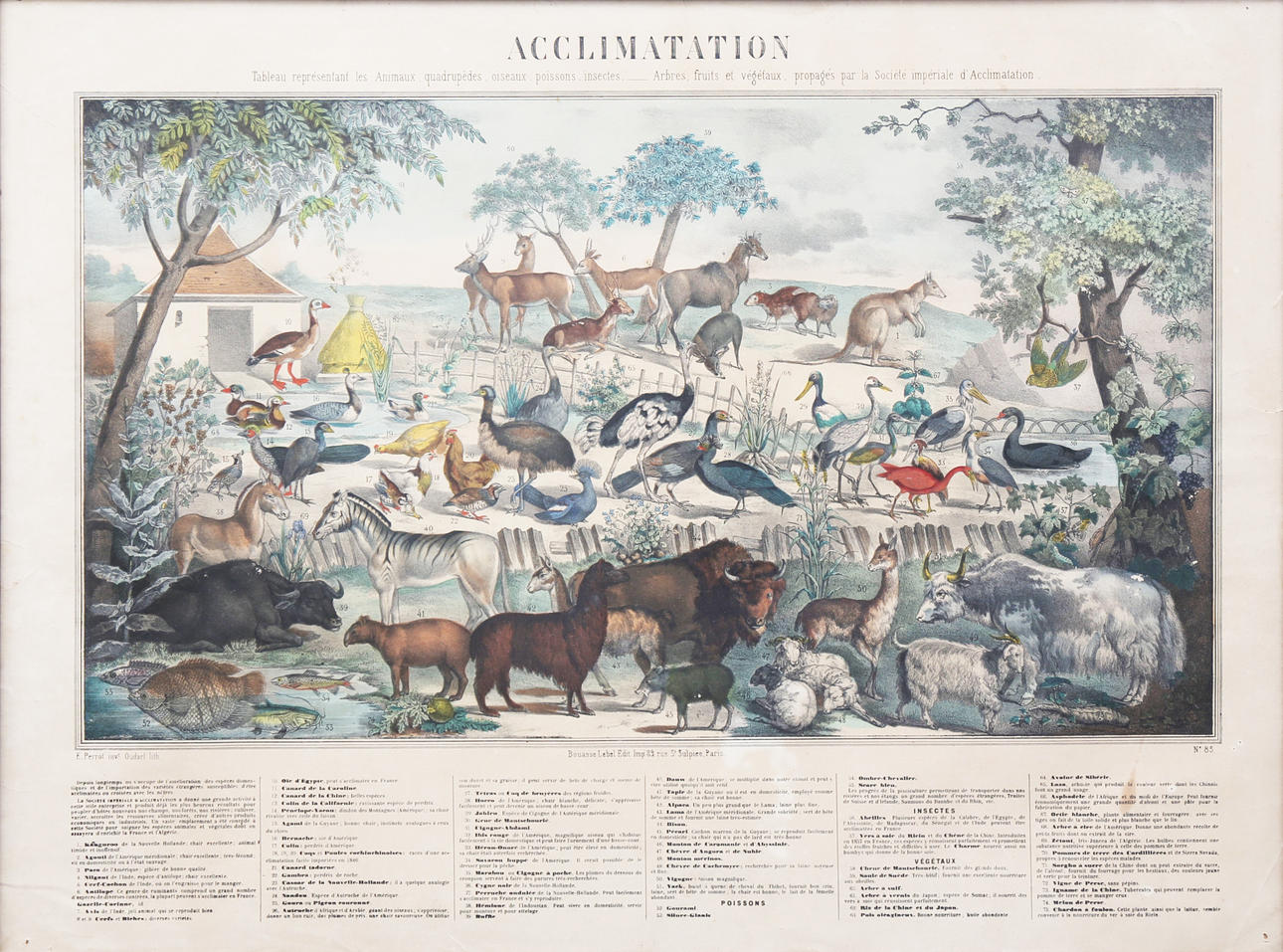 E. PERROT (DRAWER) AND OUDART (LITHOGRAPHER). "Aklimatisering".