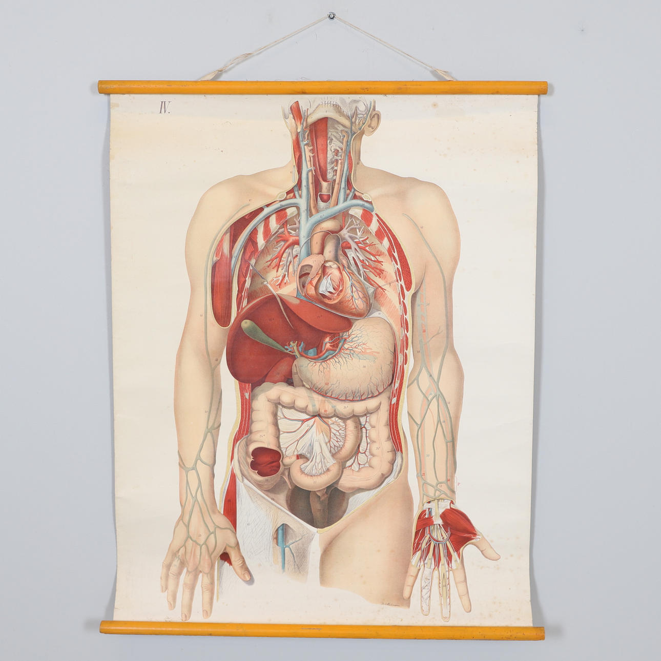 SKOLPLANSCH, offsettryck, E. Hoelemann, 1900-tal.