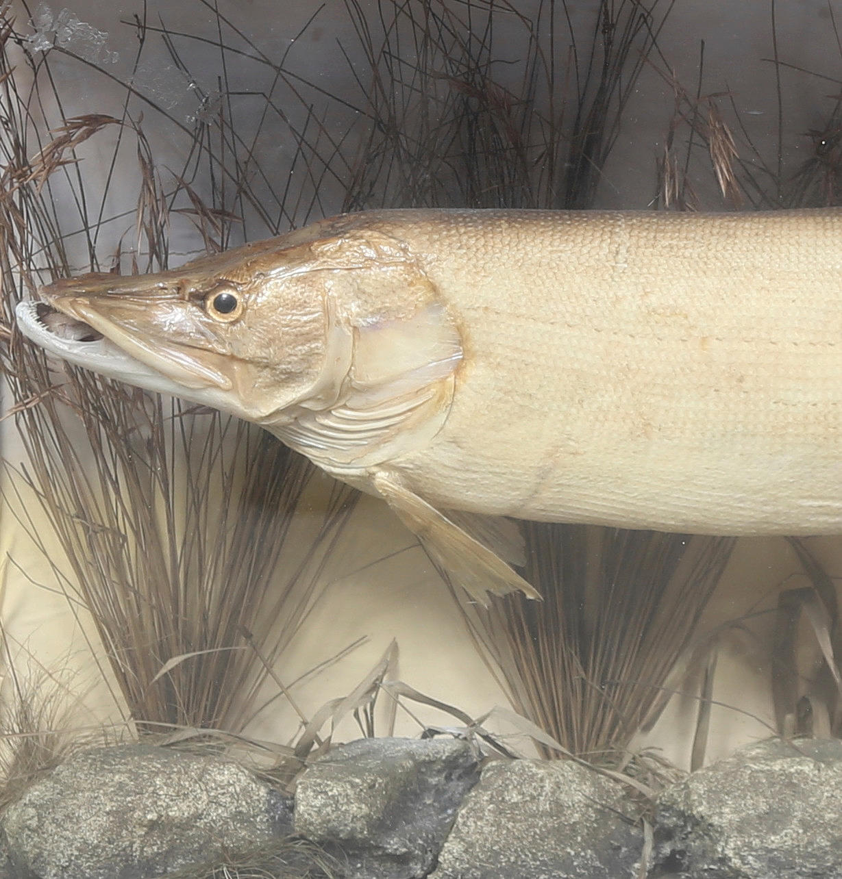 MONTERINGSSKAB med gedde.