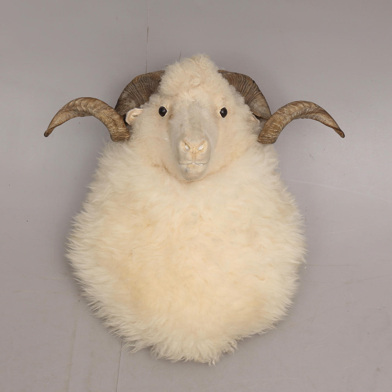 FÅREHOVED MED HORN, fyldt.