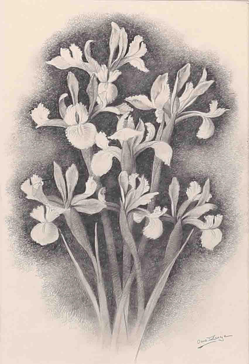 OWE  ZERGE. Blumen, Bleistiftzeichnung, signiert.