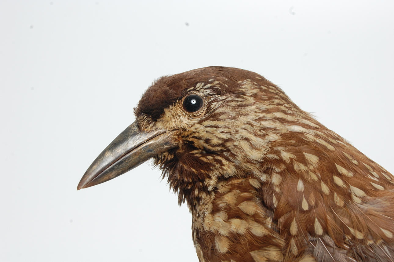 NÖTKRÅKA, tjocknäbbad, uppstoppad.